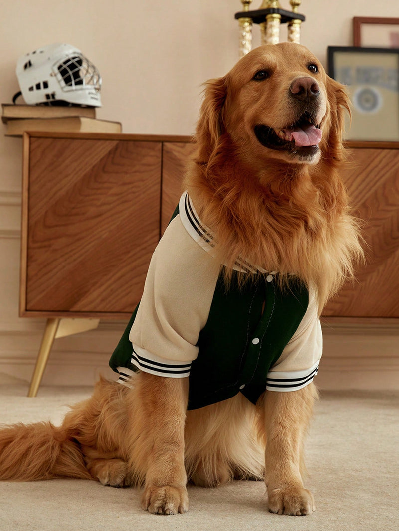 Jaqueta Dog Baseball Brooklyn Verde